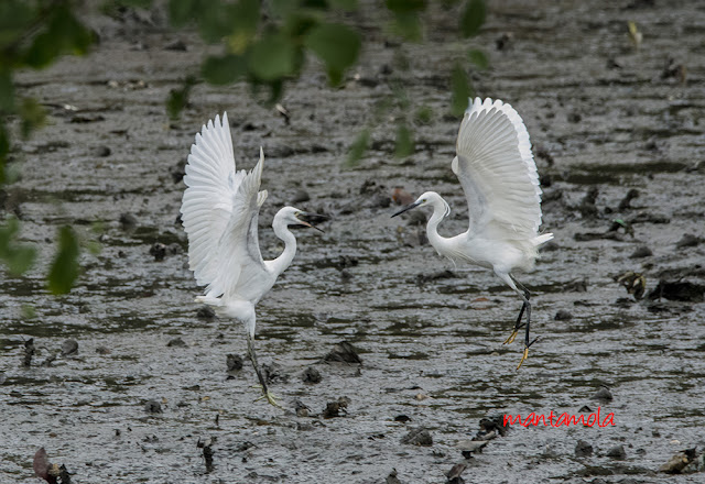 Little Egrets