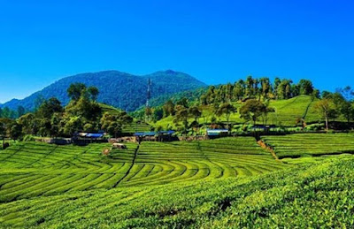 Perkebunan Teh Malabar