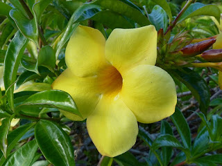 Allamanda jaune - Orélie de Guyane - Trompette d'or - Allamanda cathartica