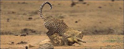 [Image: Leopard_Croc_Fight_06.jpg]