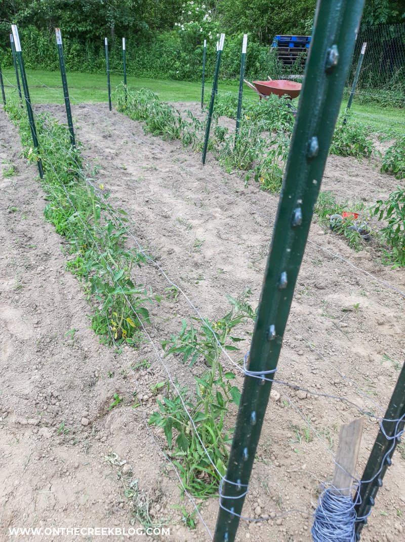 DIY tomato trellis | On The Creek Blog // www.onthecreekblog.com