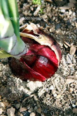 august-in-the-garden-purple-onion