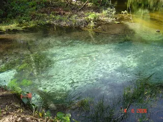 Laguna de aguas transparentes con cardumen de pequeños peces nadando