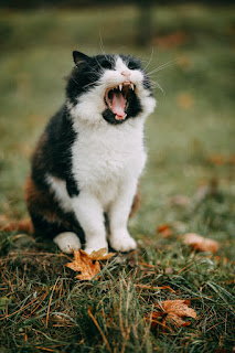 Why is Cat Meowing
