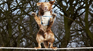 Anjing Hebat Ini Bisa Tegak dan Berjalan di Atas Tali