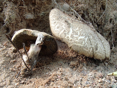 podgrzybek złotawy, Xerocomellus chrysenteron