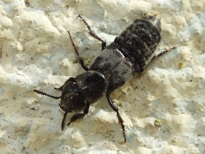 http://www.biodiversidadvirtual.org/insectarium/Creophilus-maxillosus-%28Linnaeus-1758%29-img677128.html