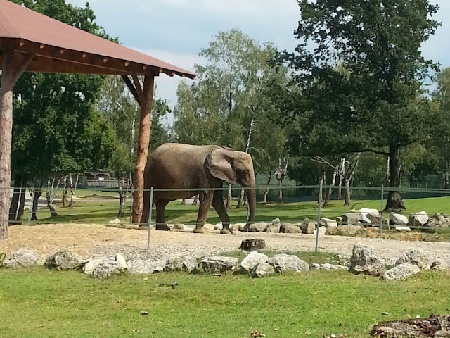 Elefante safari pombia