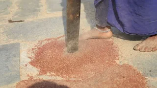 Rural woman grinding ragi with pestle -