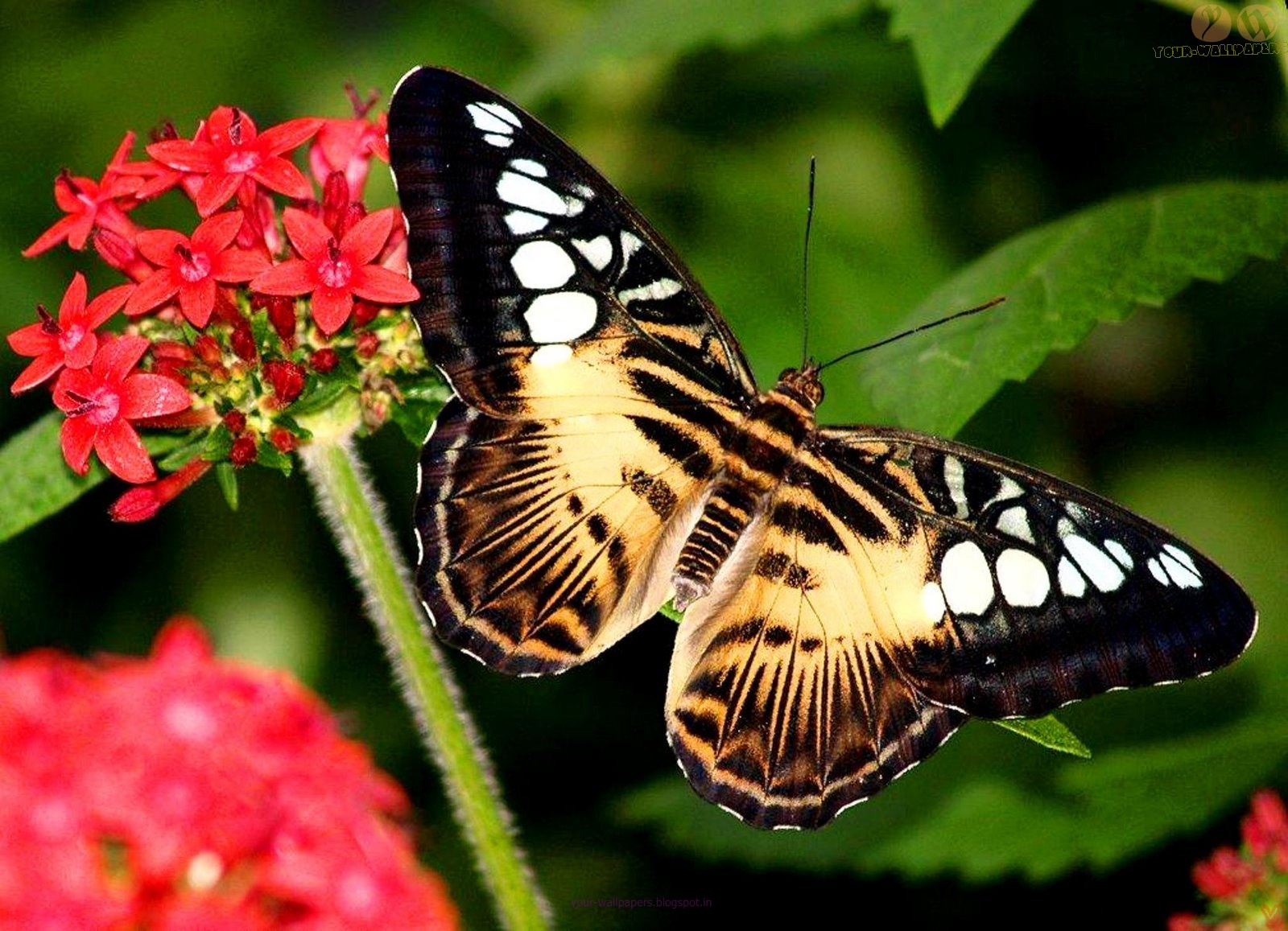 Your Wallpapers: Beautiful Butterfly Desktop Wallpapers
