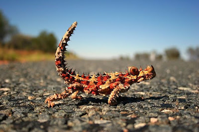 Amazing Mutant Animal Seen On www.coolpicturegallery.us