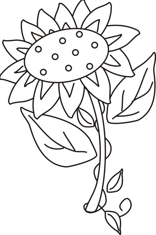 Jika sudah melihat beberapa koleksi gambar bunga melati Gambar Mewarnai Bunga Matahari Terbaru