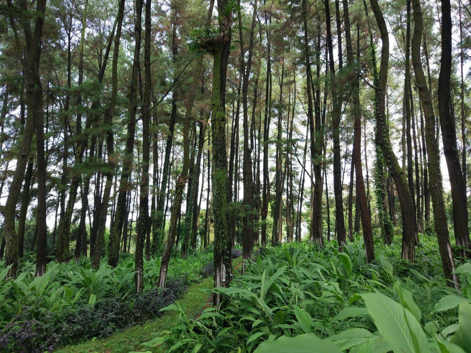 Fantastis 28 Foto Pemandangan Pohon Cemara Arka Gambar