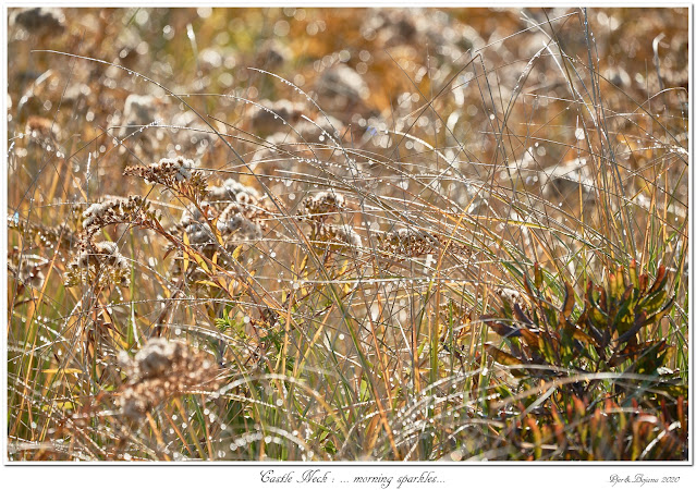 Castle Neck: ... morning sparkles...