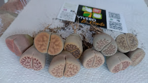 Lithops - "Cactus Piedra"