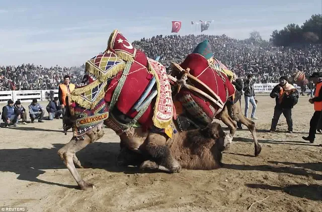 مهرجان مُصارعة الجِمال