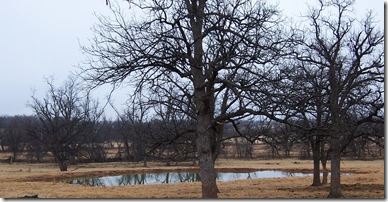quiet reflections on pond