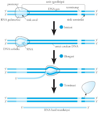 transkripsi RNA