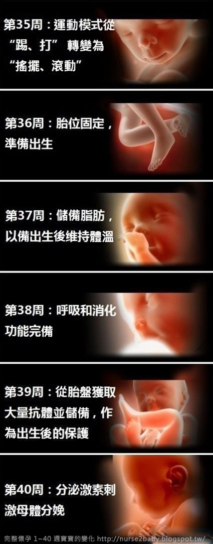 1 40週 胎兒生長發育過程