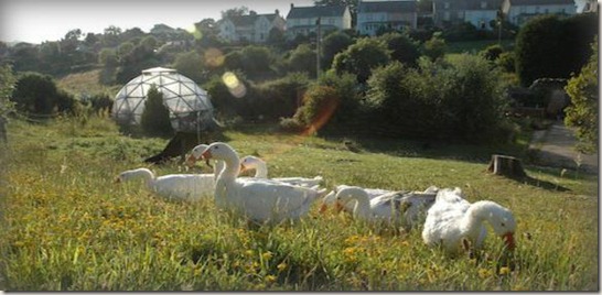 eco-gypsy-caravan1_placelarge (4)