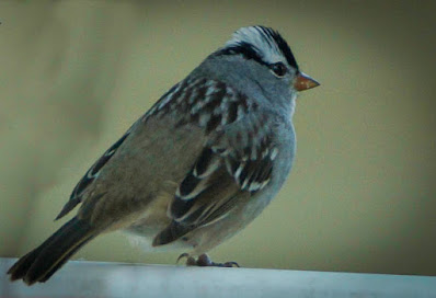 white crowned sparrow photo by mbgphoto