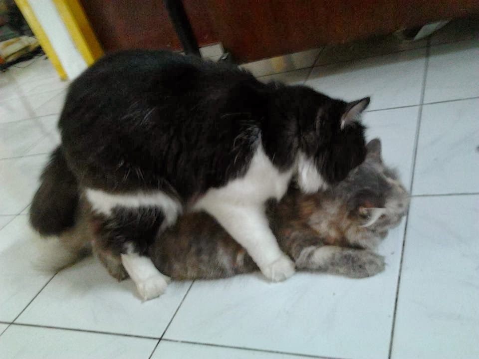 Pecinta Kucing  Cirebon