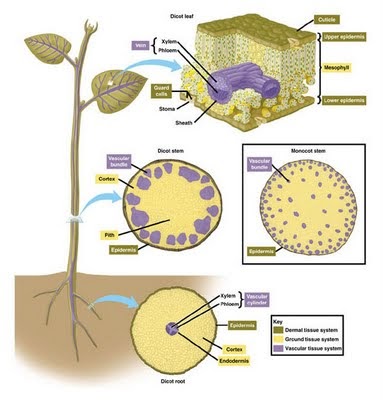 Live Biologi: Jaringan Pada Tumbuhan