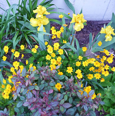 Coreopsis and yellow iris