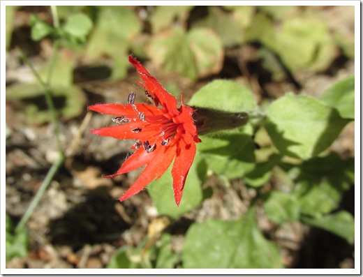 Roundleaf Catchfly (1)