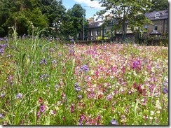 Wildflower "meadow"