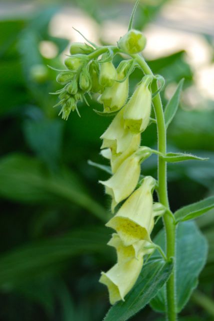 Just a few days later yellow foxglove, Digitalis grandiflora, in bloom.