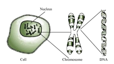 CONCEPT OF HOW DO ORGANISMS REPRODUCE