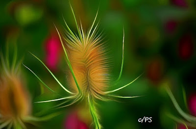 Distel, Thistle, chardon, cardos, cardi, một loại cây gai, bogáncs, ohdake, cardo, oset, bodliak, osat, distels, Thistles, репеи, tidsler, Ohdakkeet, chardons, 