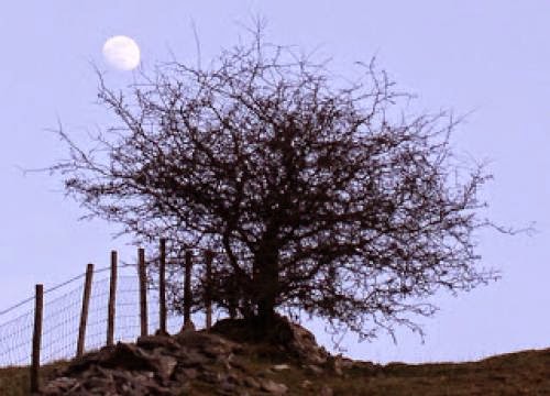 Gibbous Moon Phase