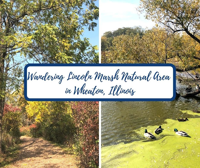 Lincoln Marsh Natural Area: A Habitat Restoration Success Story in Wheaton, Illinois