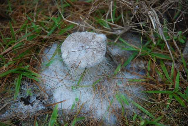 Charlotte Harbor Preserve State Park