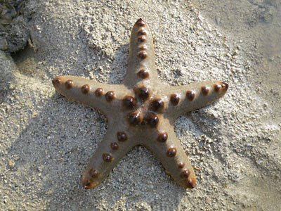 Starfish, Knobbly sea star (Protoreaster nodosus)