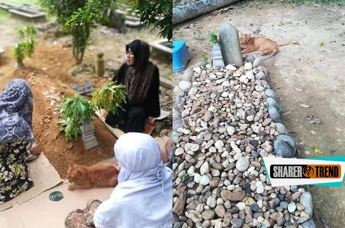 Malaysian Cat Regularly Visits Late Owner’s Grave For About 2 Year Now