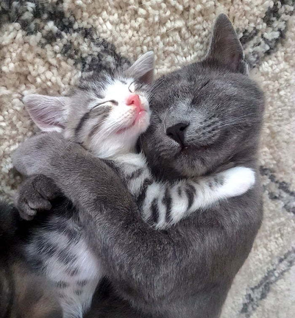 Cat time (hora del gato)