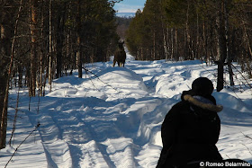 Moose in the Path Outdoor Winter Activities in Sweden's Lapland