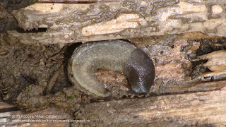 Limax (Limax) cinereoniger DSC84418