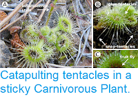 https://sciencythoughts.blogspot.com/2012/11/catapulting-tentacles-in-sticky.html