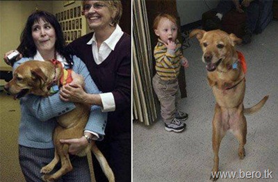 Cão chamado Faith FÉ4