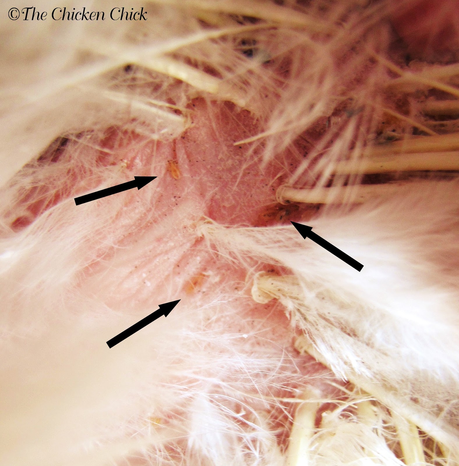 The Chicken Chick®: Decrease in Egg Production: Causes 