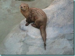 marine_otter