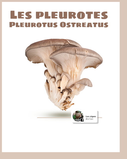 Les Pleurotes Pleurotus Ostreatus