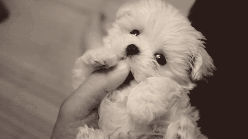  Gif  picture Maybe this is the cutest puppy ever Amazing 