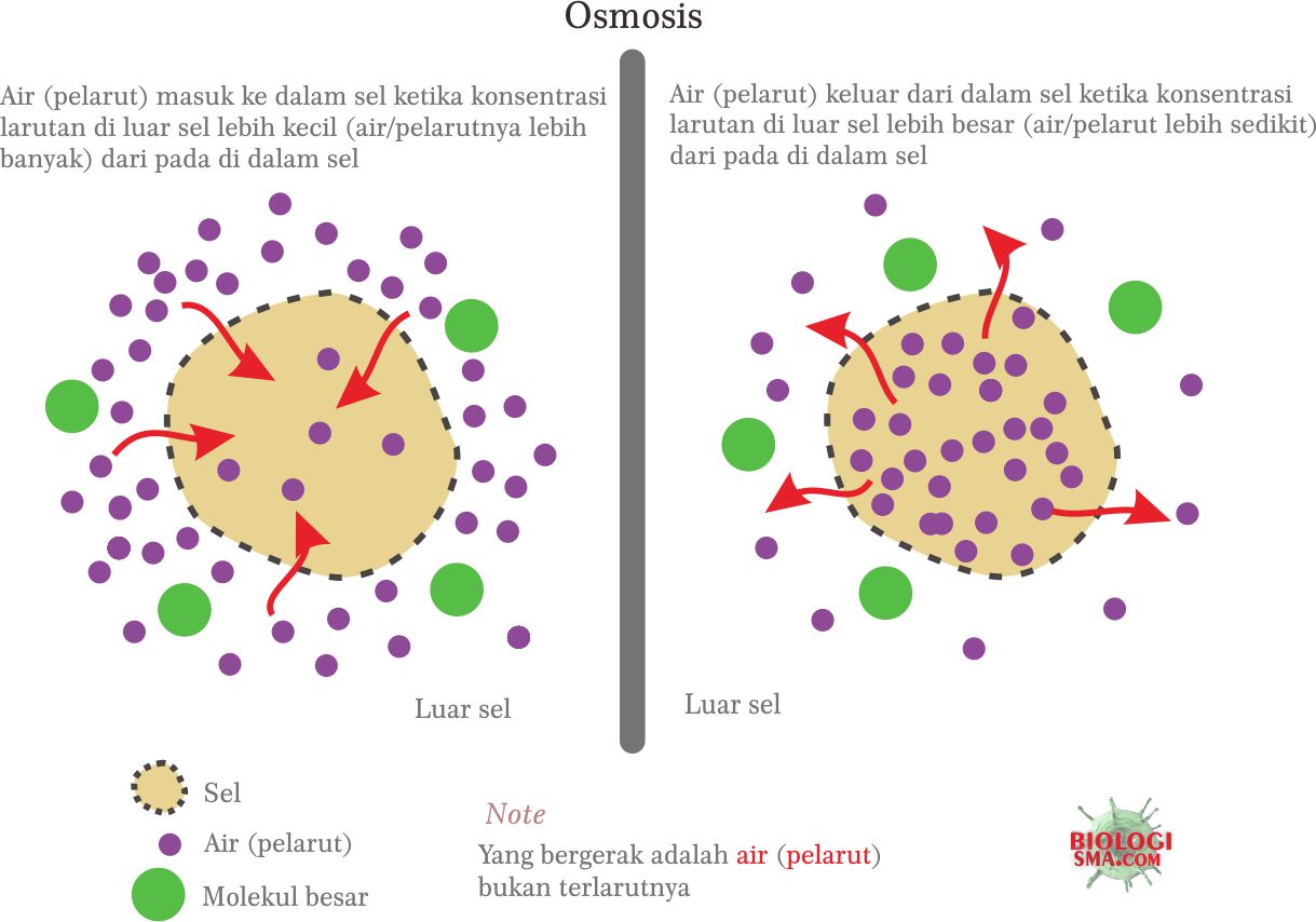 Mekanisme Transpor pada Membran Sel - Dunia Biologi