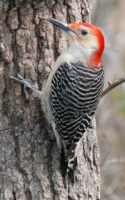 What You Should Know About Woodpecker