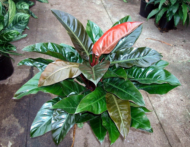 Philodendron imperial red